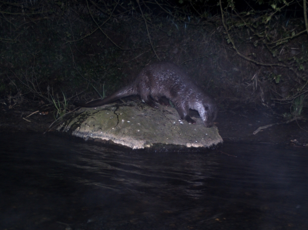otter marking on a stone
