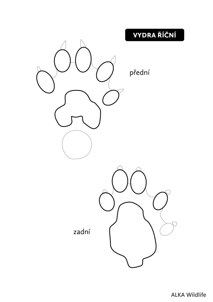 vydří stopa